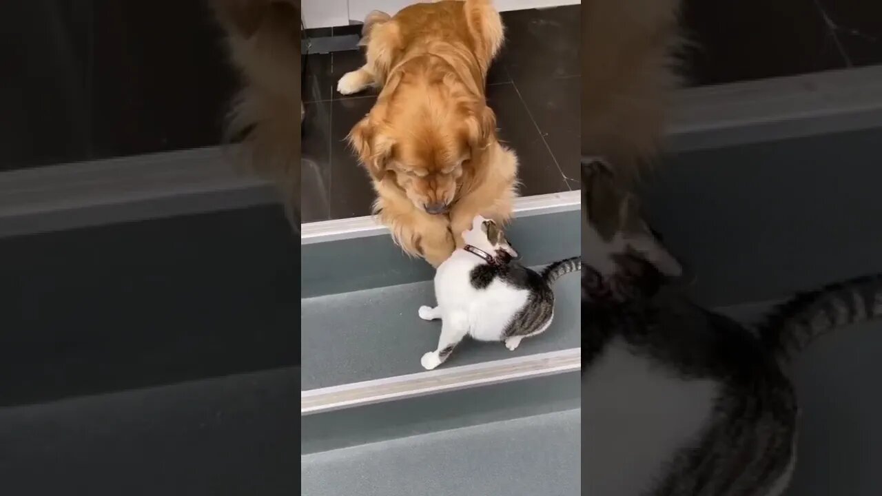 dog & cat funny video 🐕🐈🤩