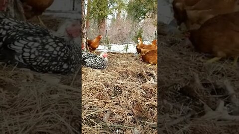 #chickens #layers #freerange #homesteading #homestead #farmanimals #farm #farmlife