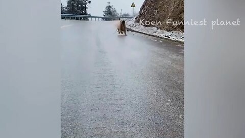 funny animal videos