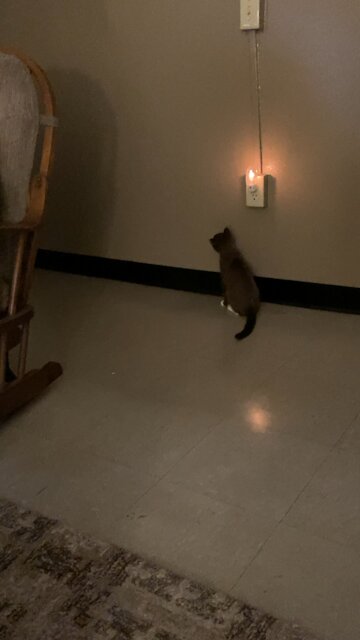 Crazy cat climbing the wall