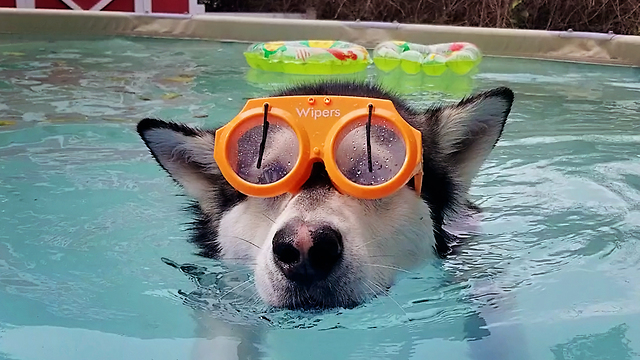 Malamutes New Swim Goggles!!!