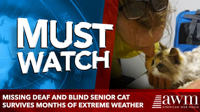 Missing Deaf and Blind Senior Cat Survives Months of Extreme Weather