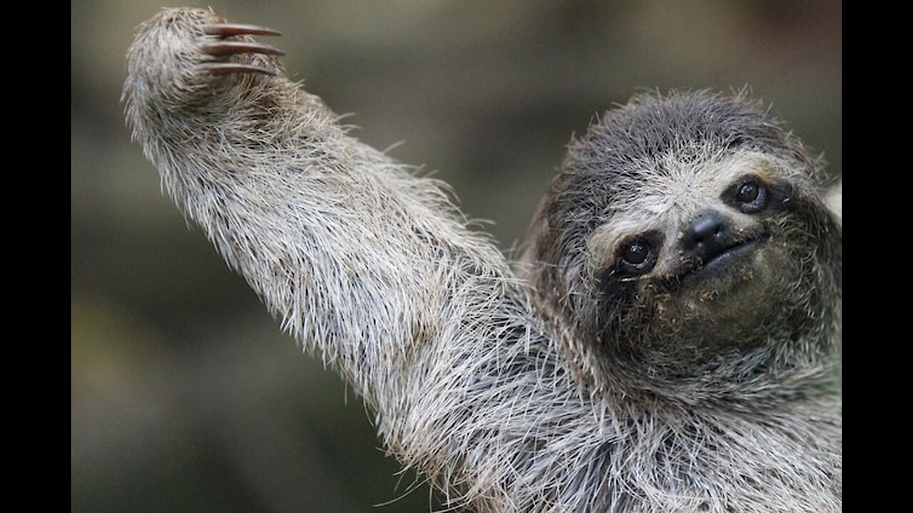Depressed Sloth