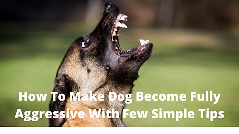 How To Make Dog Become Fully Aggressive With Few Simple Tips