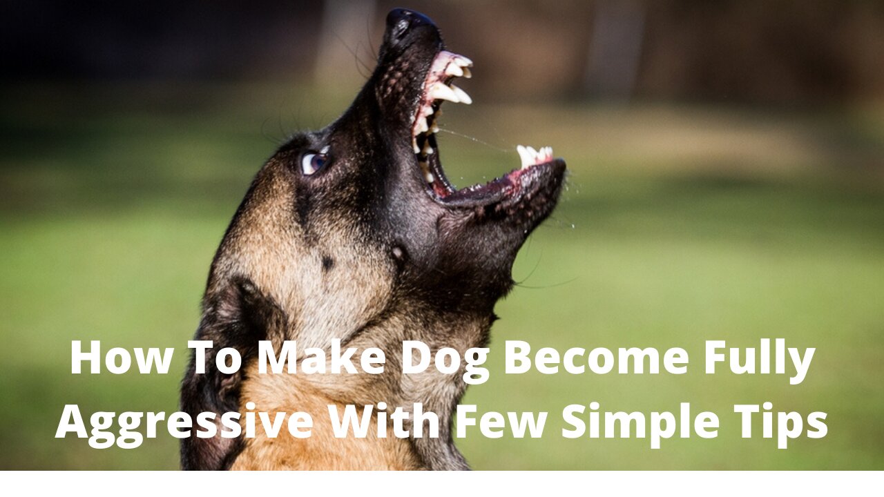 How To Make Dog Become Fully Aggressive With Few Simple Tips