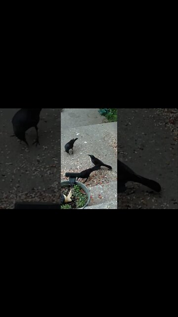 Some Grackles Visit #Shorts 🌴