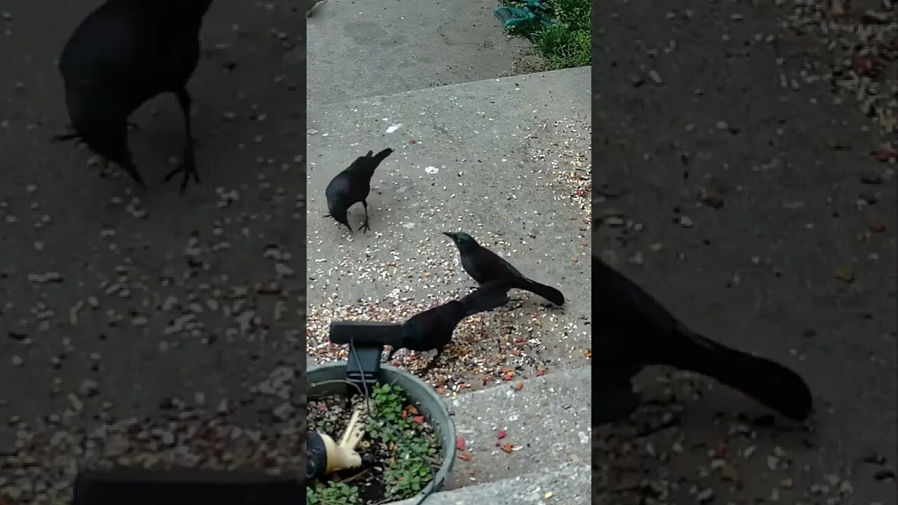 Some Grackles Visit #Shorts 🌴