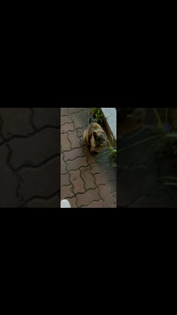 고양이 포도 특이한 눈