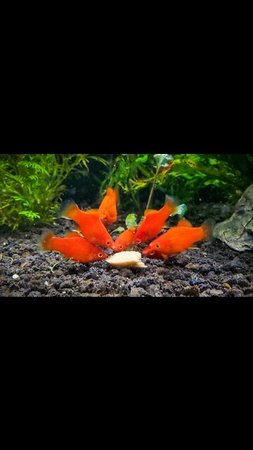 Again amazing fish hunting! Gold, Red KOI, Angel Fish, Tiger Barb Fish, Molly Fish and Turtle