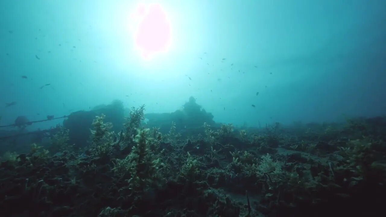 Ocean floor full of sea plants and corals with sunlight shining through water