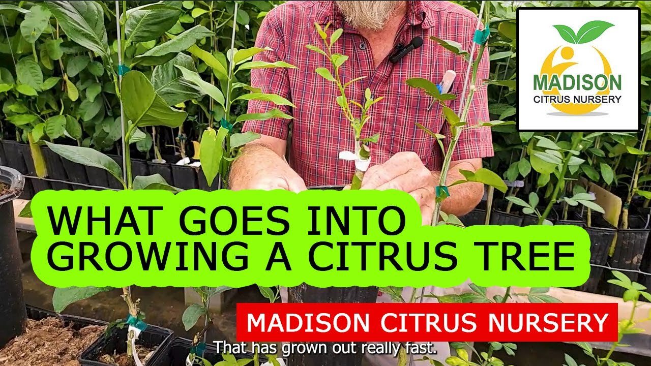 What Goes Into Growing a Madison Citrus Nursery One & Three Gallon Tree