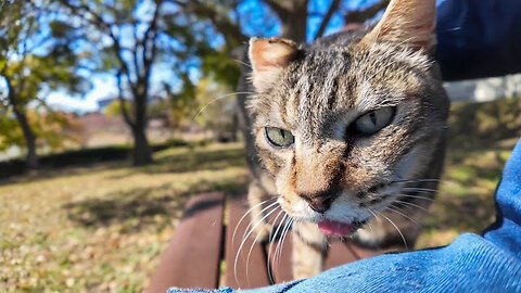 When I sat on a bench in the grass in the park, a cat came walking over and sat down next to me.