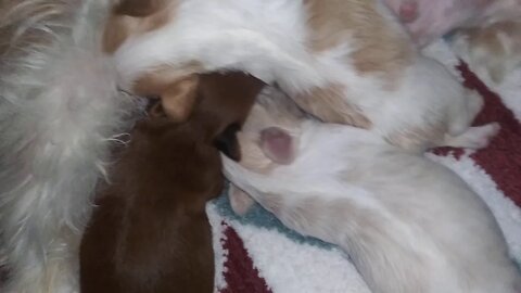 D Litter 11 days old