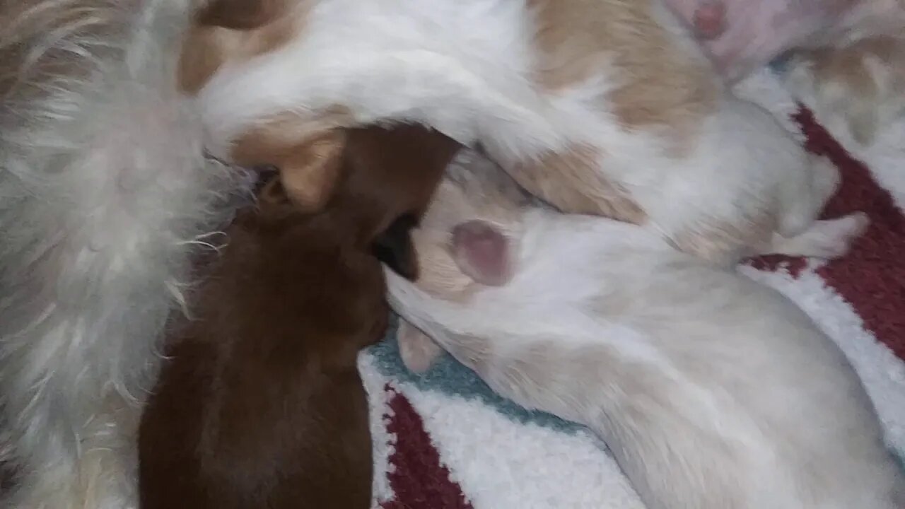 D Litter 11 days old