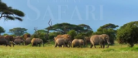 African safari