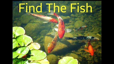 Find the Fish and win👍👍👍#1