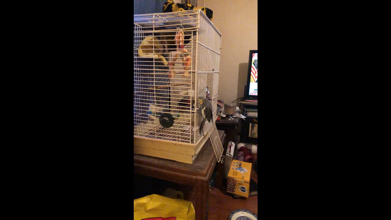 Shakes sneaks out of cage finally