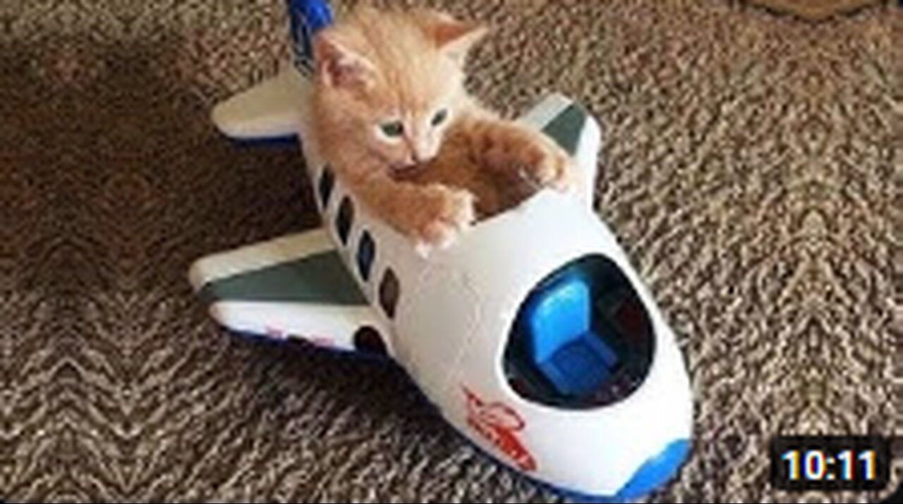 Funniest Animals π Funny Dogs and Cats Videos 2023 πΊπΆ Part 5