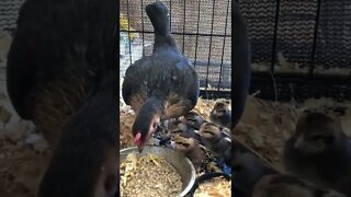 Day 2 Baby chicks with mother hen Australian Pit Game Bantam