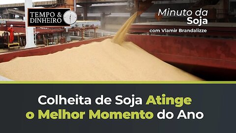 Soja no melhor momento do ano