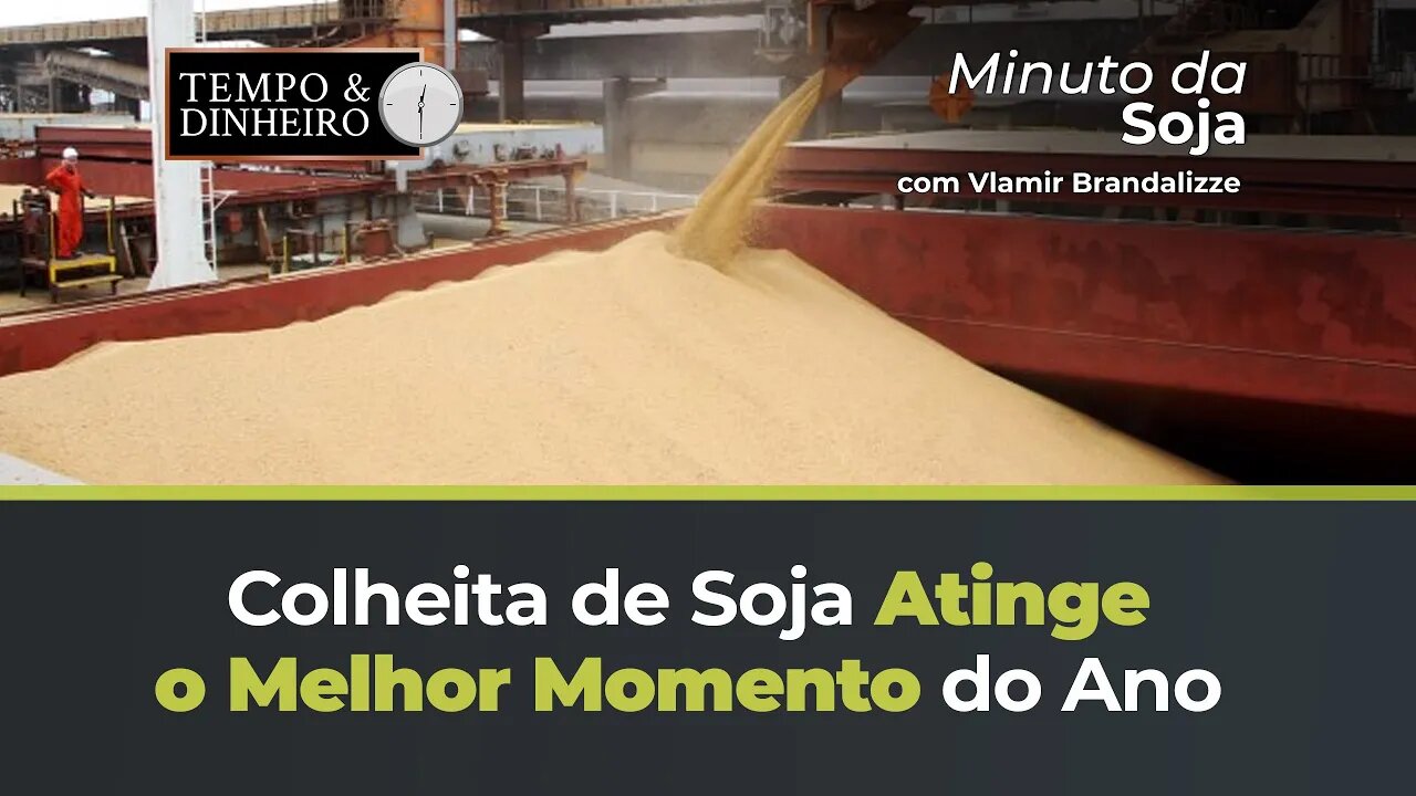 Soja no melhor momento do ano