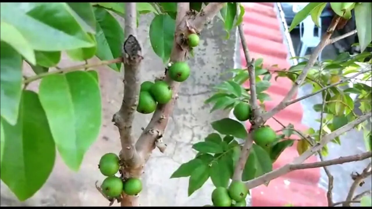 jabuticabeira híbrida produzindo sem parar após adubação orgânica