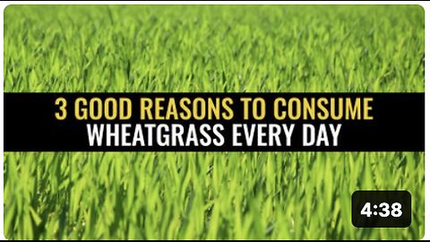 3 Good reasons to consume wheatgrass every day