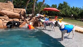 Great Danes Make A Splash In Their Stylish Life Jackets