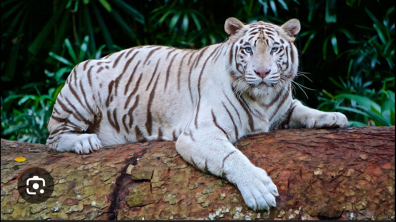 "Tiger Takes a Soaking: Rare White Tiger Relaxation!"