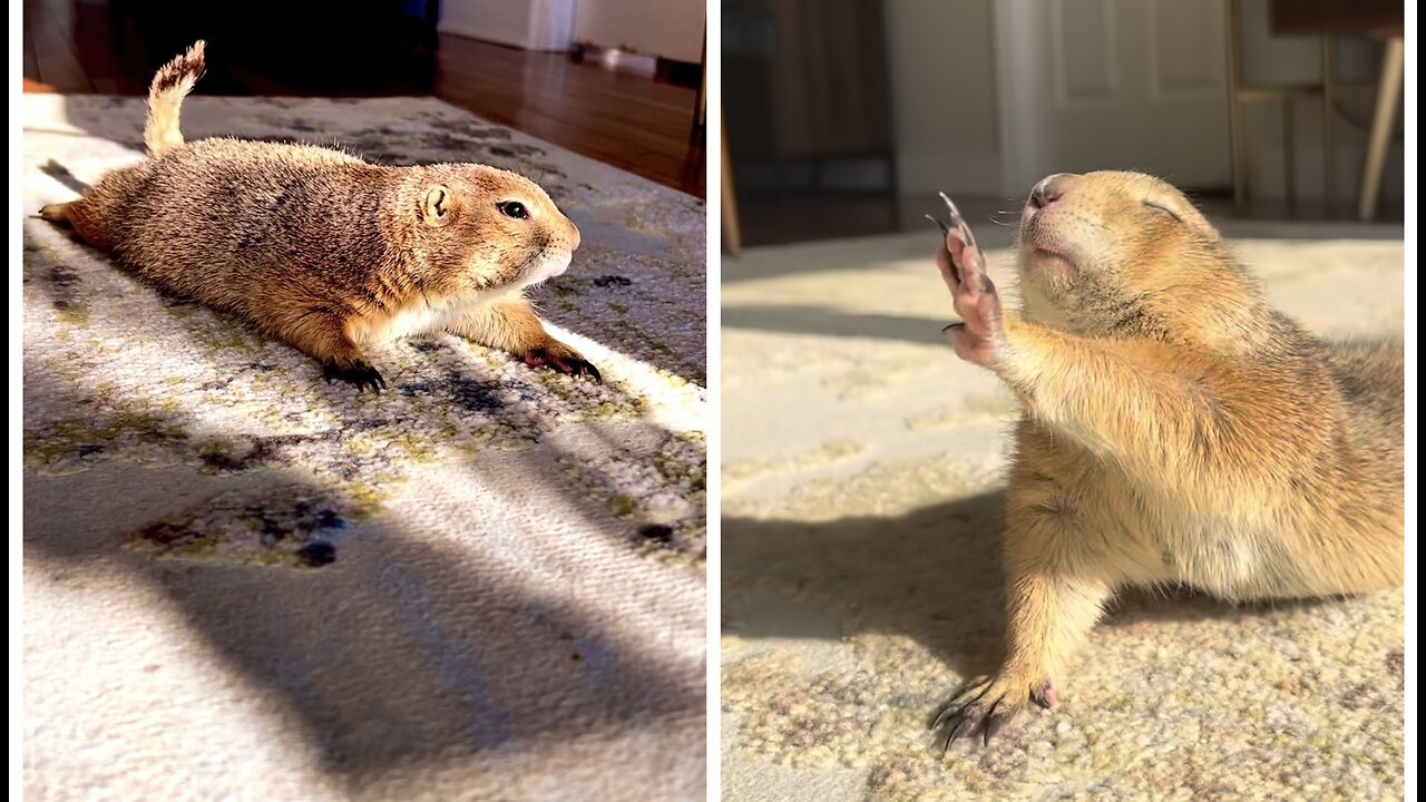 So Cute 🥰 Friday Morning Yoga! What is this yoga pose called?😍😍😍Follow Me for more