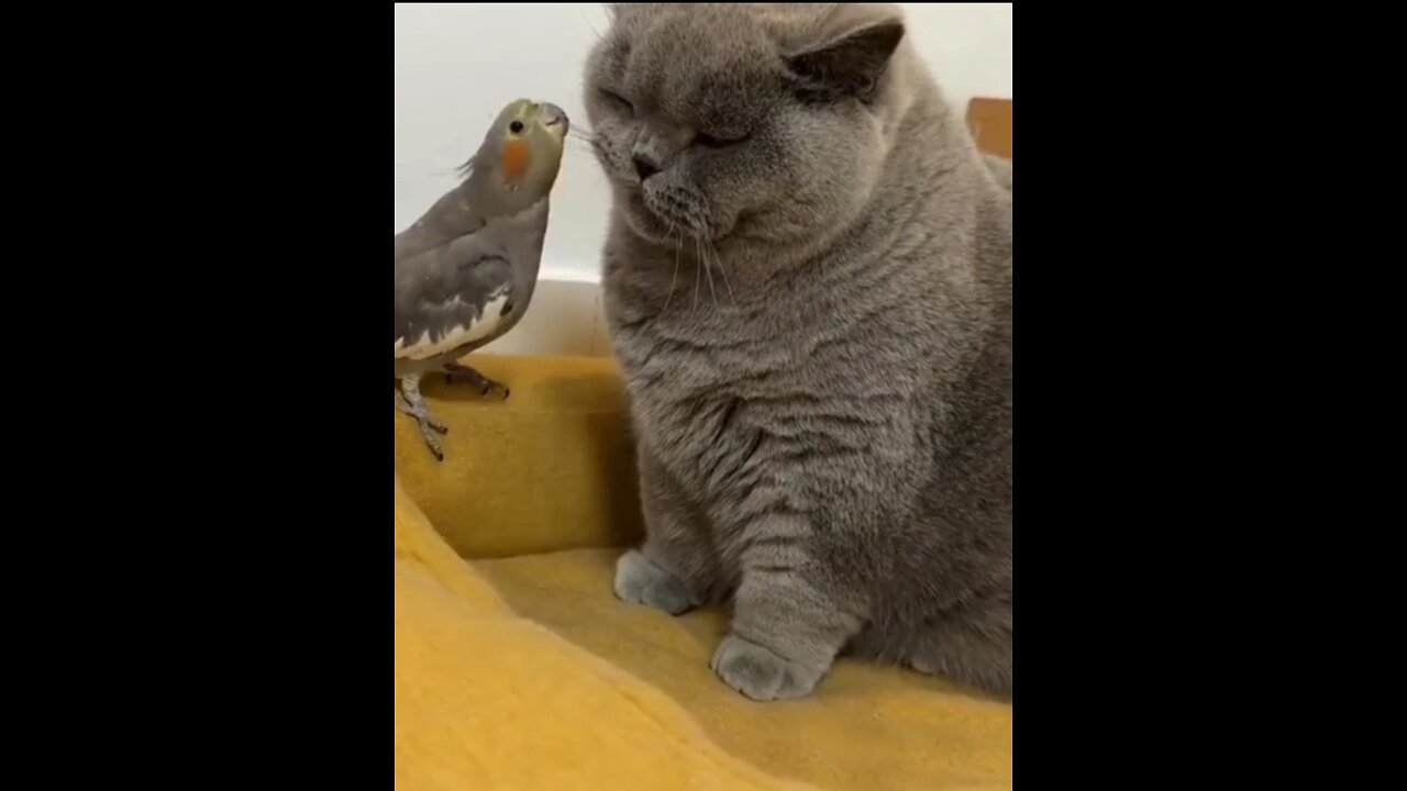 Parrot 🦜 And cat 🐈 funny video 🤣🤣🤣😜