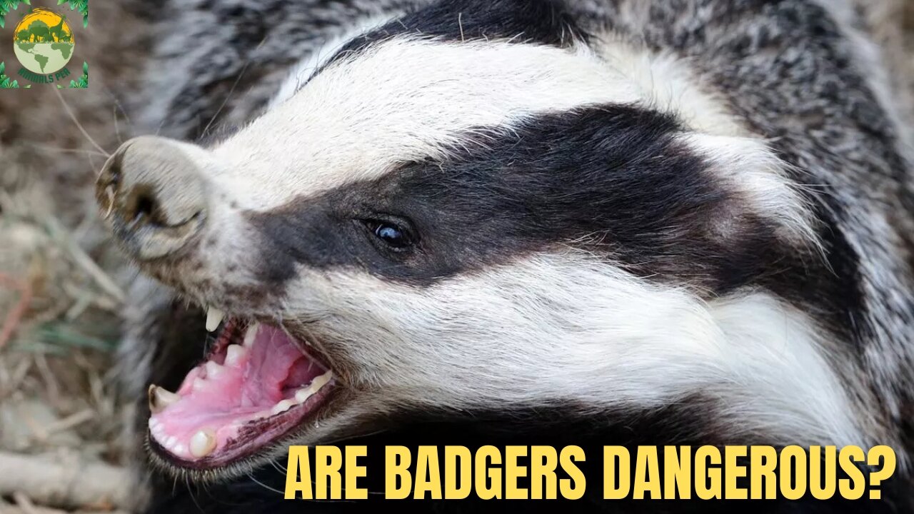 Are badgers dangerous? | ANIMALS PEA