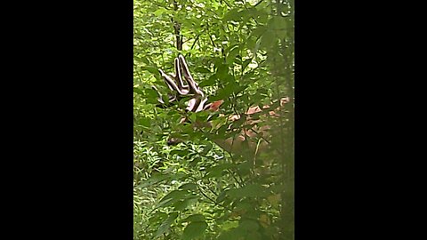 Gnarly Drainage Buck