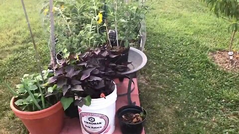 Harvesting Before the Heat - Be Cool 😎