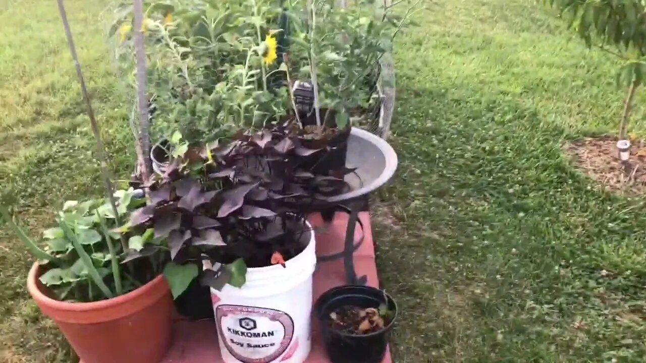 Harvesting Before the Heat - Be Cool 😎