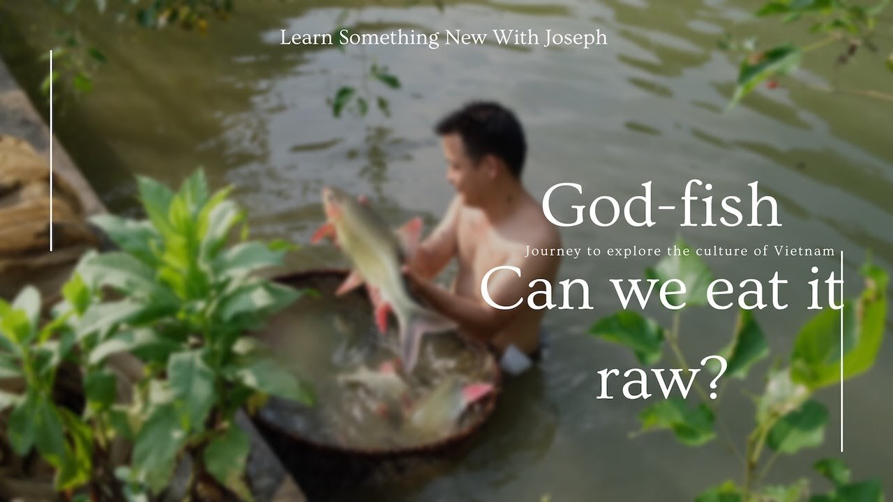 Can you EAT a God fish RAW? (Lục Yên, Yên Bái)