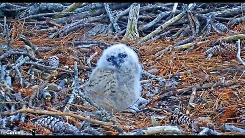 An Owlet Close-up 🦉 3/9/22 18:00