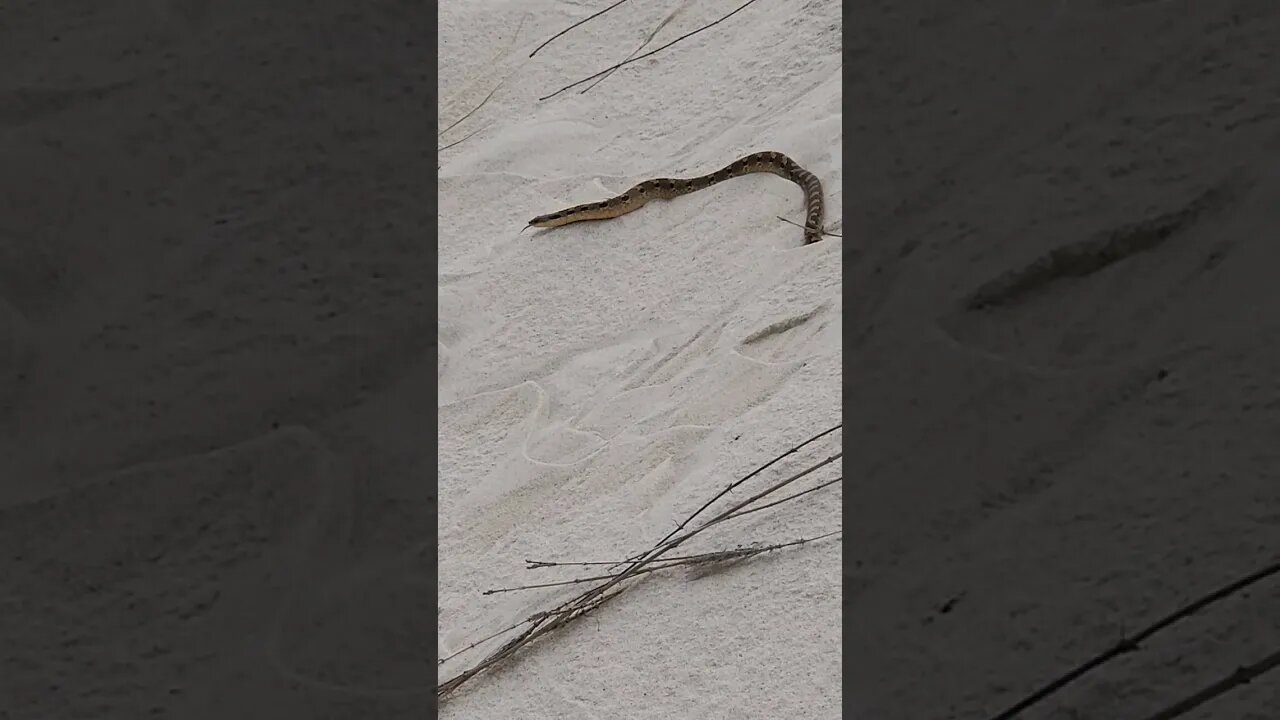 Is this a Venomous snake at Jones Beach , LI ??