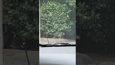 😳😂 #shorts #shortsvideo #funny #fyp #dog