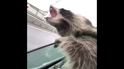funny animal video