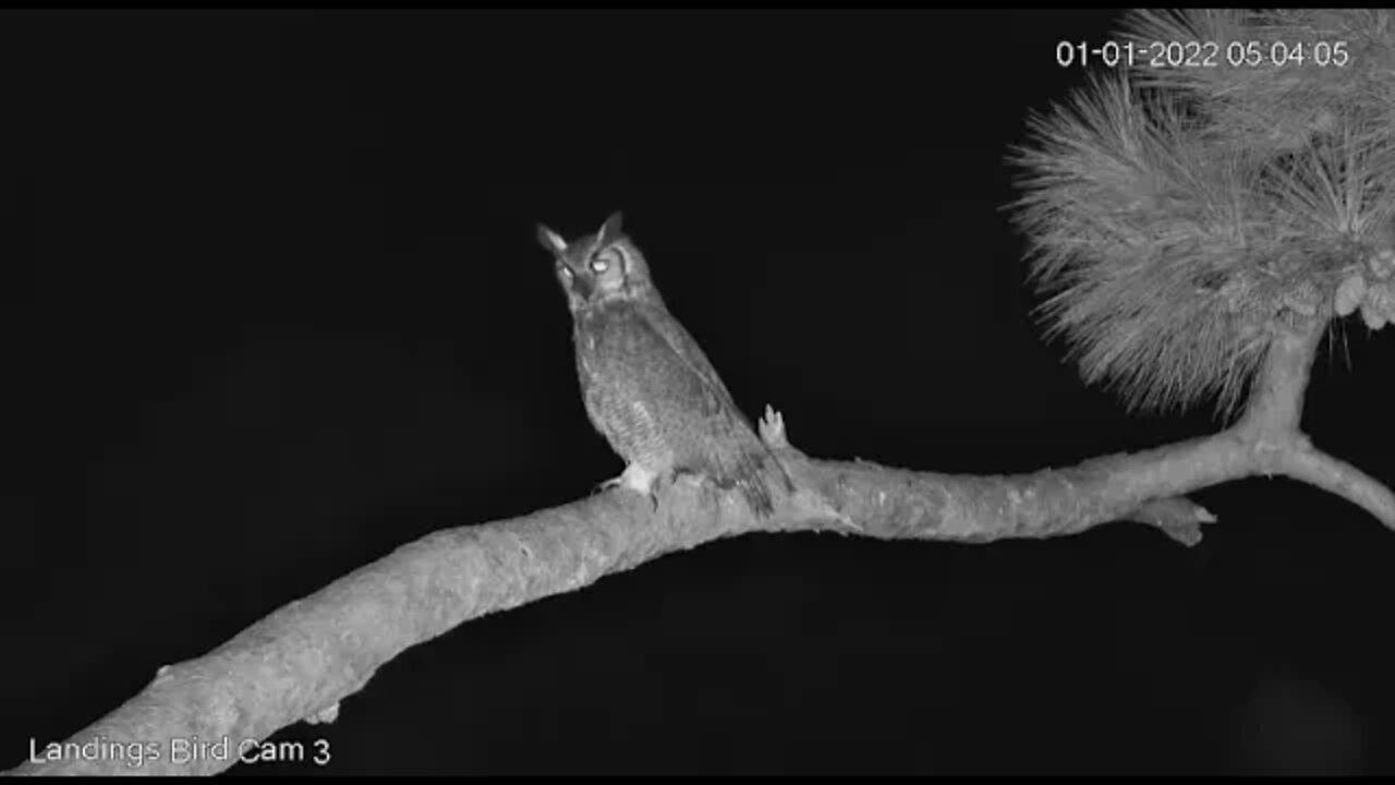 Great Horned Owls Welcome in The New Year 🦉 1/1/22 5:02 AM