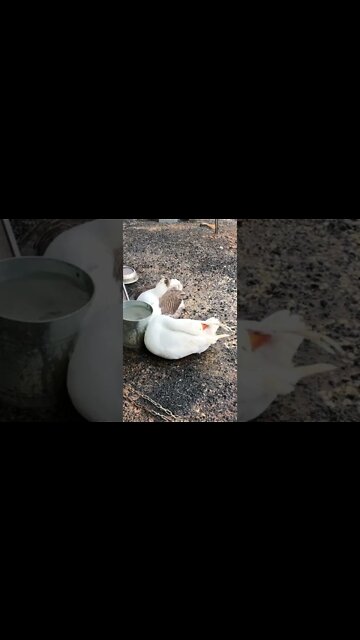 Geese preening themselves