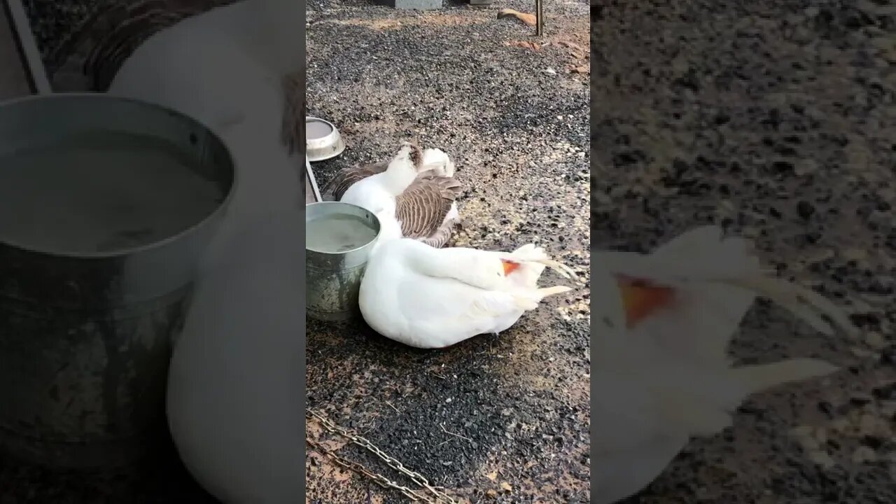 Geese preening themselves