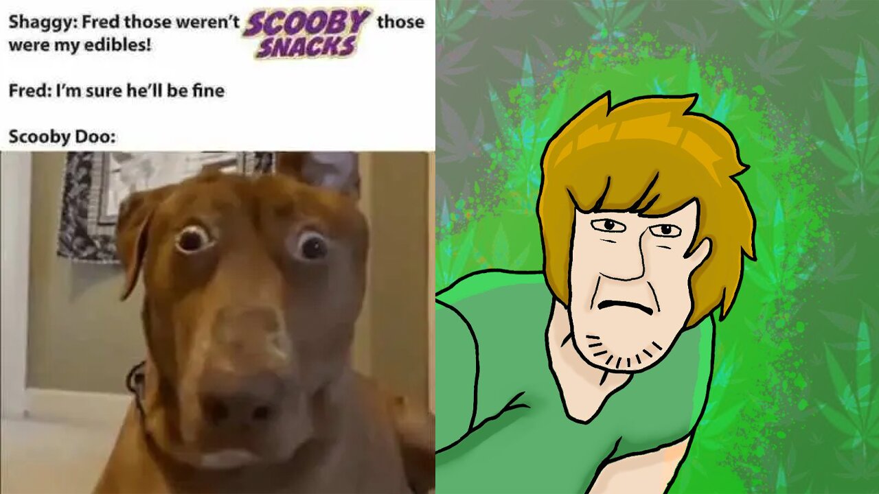 Scooby Snacks were the First Edibles | #scoobydoo #velma