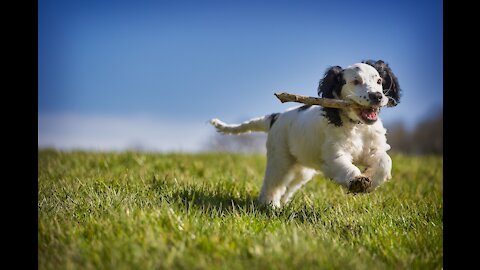 Funniest & Cutest Labrador Puppies #