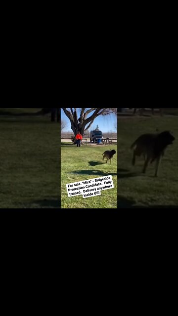 "Mira" for sale. Protection dog candidate. Fully trained and ready to be your full-time side kick.