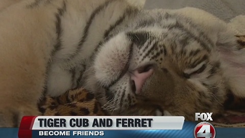 Tiger cub and ferret make unusual friends