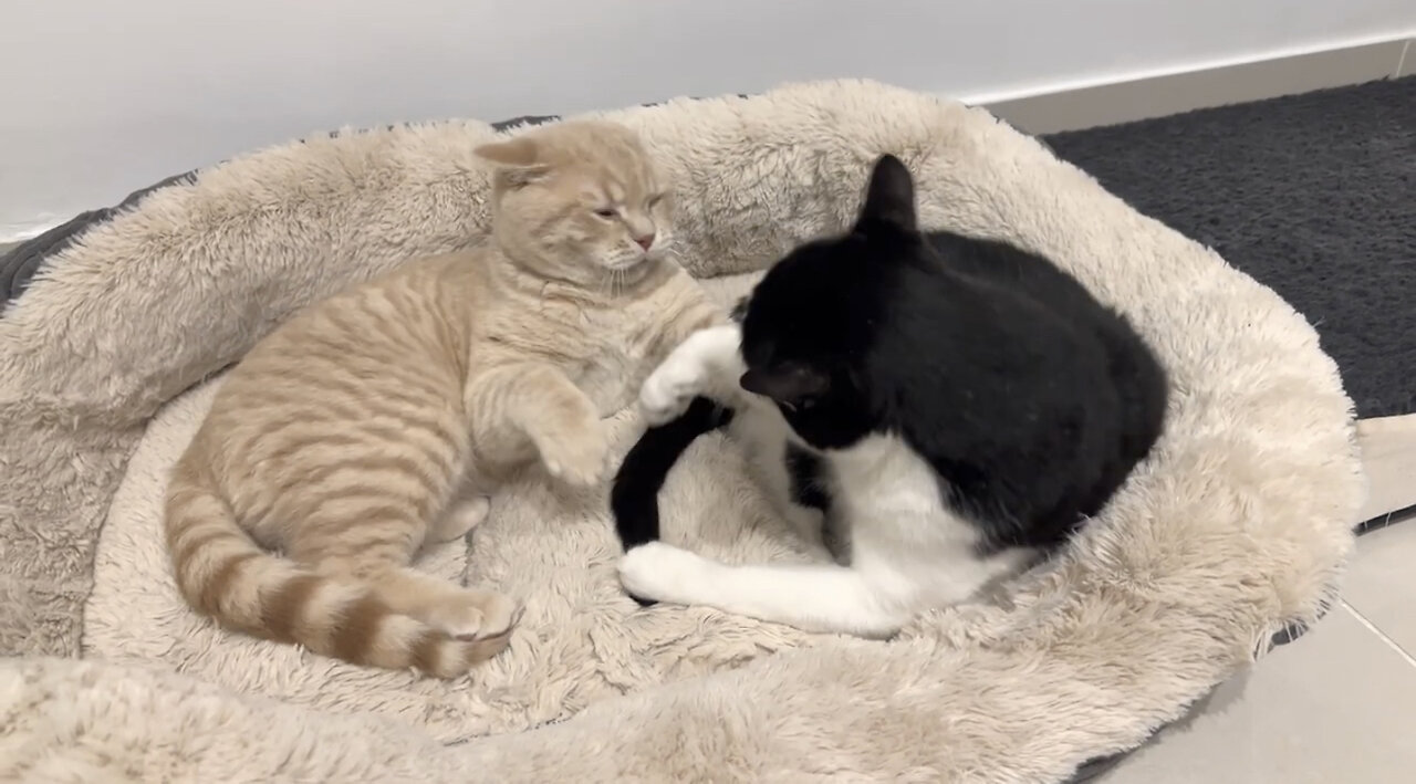 Cat scolds for playing with his tail