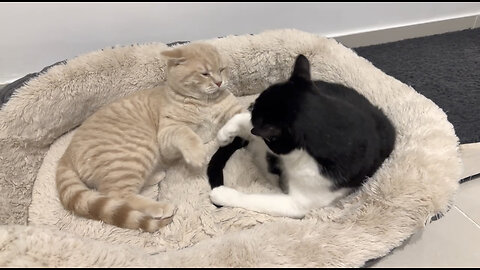 Cat scolds for playing with his tail