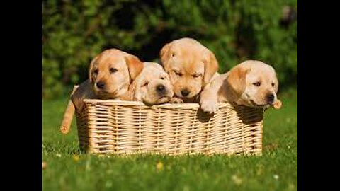 lovely dog puppies